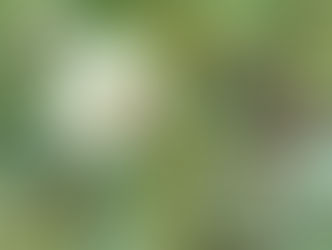 Okra plant with beautiful blossom