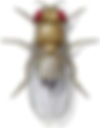 fruit_fly_final.jpg