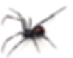 black widow spider1.jpg 2014-7-29-23:3:50 2014-7-30-20:14:37