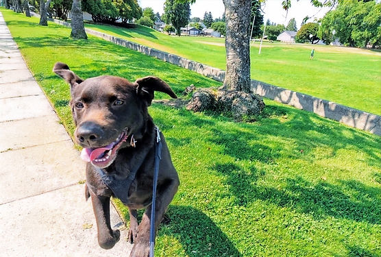 dog-walking-tacoma.jpg