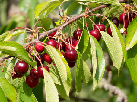 Loddington Farm PYO Cherries Kent