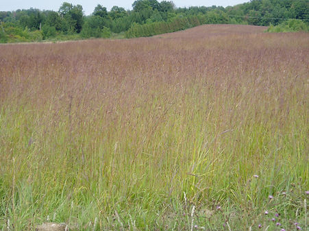 Native Tallgrass Prairie (13).JPG