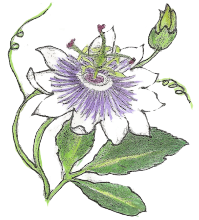 Southeastern Permaculture Gathering