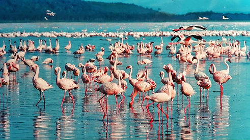 fenicottero-rosa-lake-nakuru-kenya-1.jpg