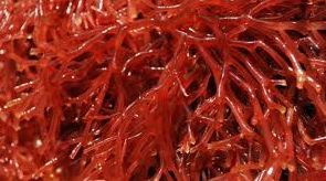 iota carrageenan sigma iota carrageenan sigma