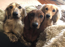 Archie-Penny-Bunni