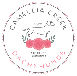 Camellia Creek Dachshunds logo