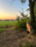 IMG_5985.jpeg