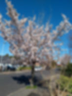 IMG_20200405_110330909