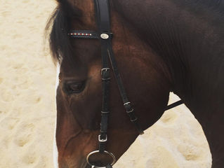 Horse Therapy