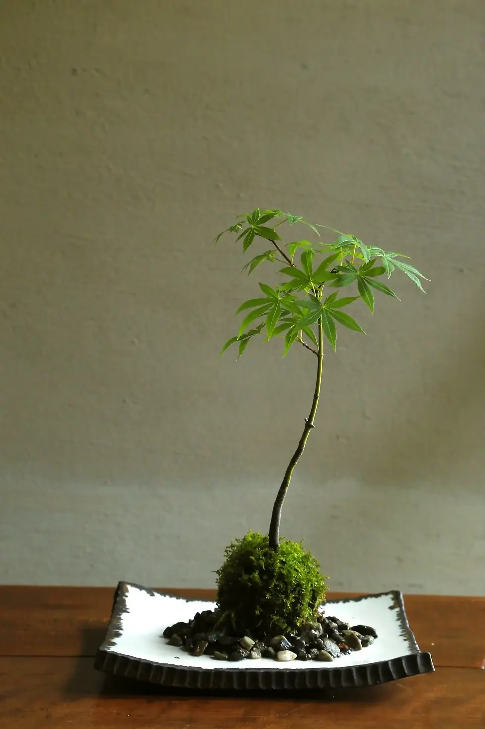 皿に載せた苔玉