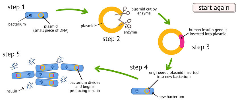 insulin production.jpg