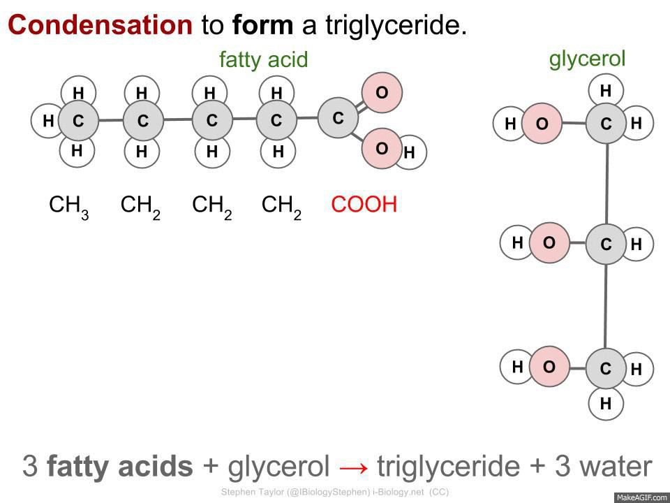 triglycerideibiologystephen.gif