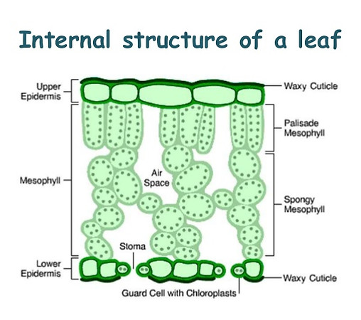 leaf-structure-9-638.jpg