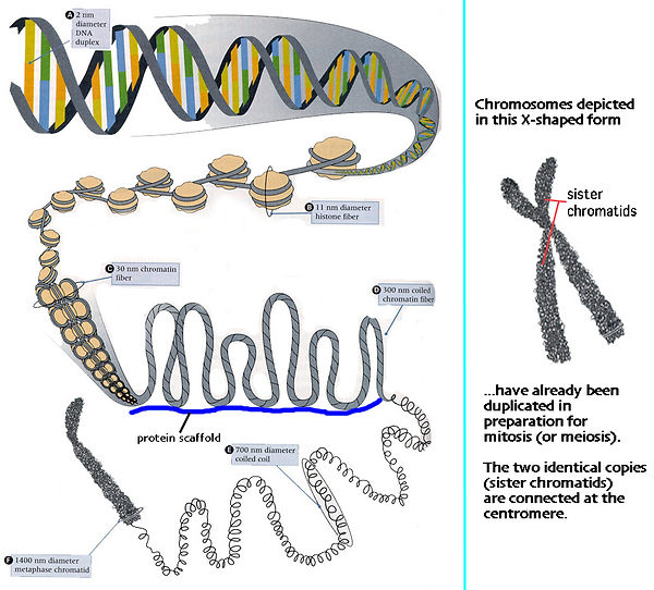eukchromosome.jpg
