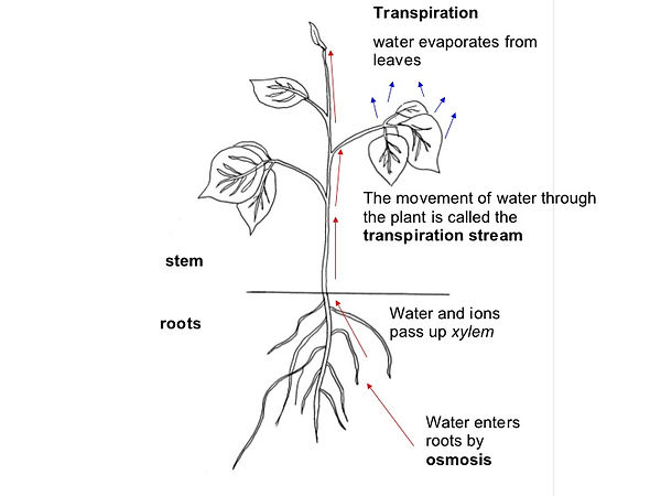 transport-in-flowering-plants-1-15-728.j