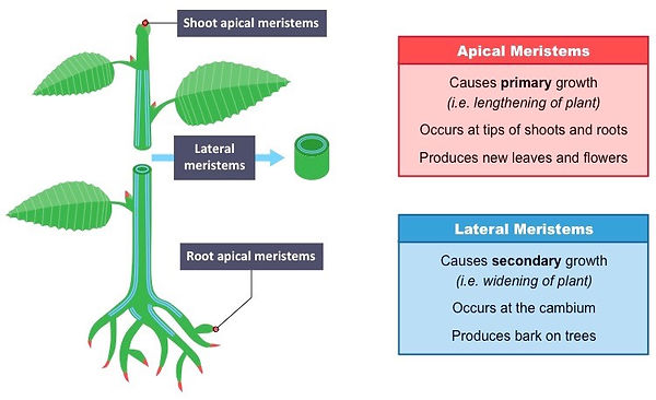 meristems_med.jpeg