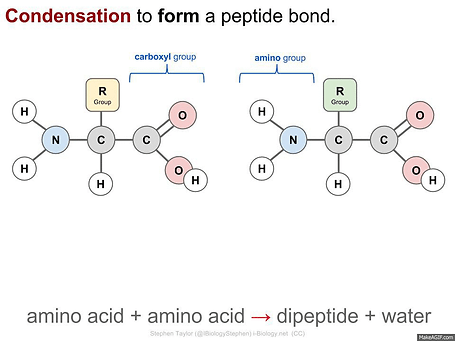 peptidebond.gif