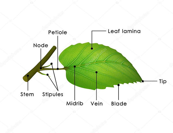depositphotos_72993713-stock-photo-leaf-structure-diagram.jpg