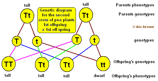 GeneticsDiagramMendel2.gif