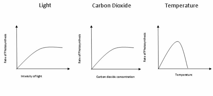 biology limiting factors of photosynthsis graphs in plants.png