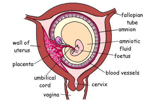 embryo.gif