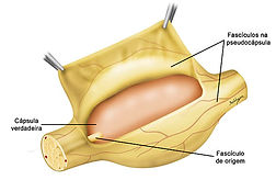 vitamin c injection in lips Vitamin C Injection  Aesthetics by Amo