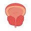 prostata