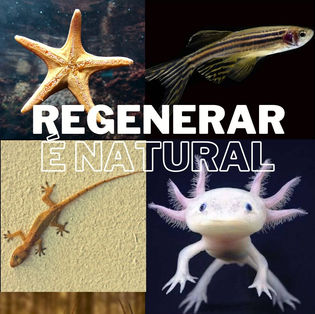 Regeneração celular