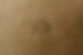 Siegel Stamp copy.jpg