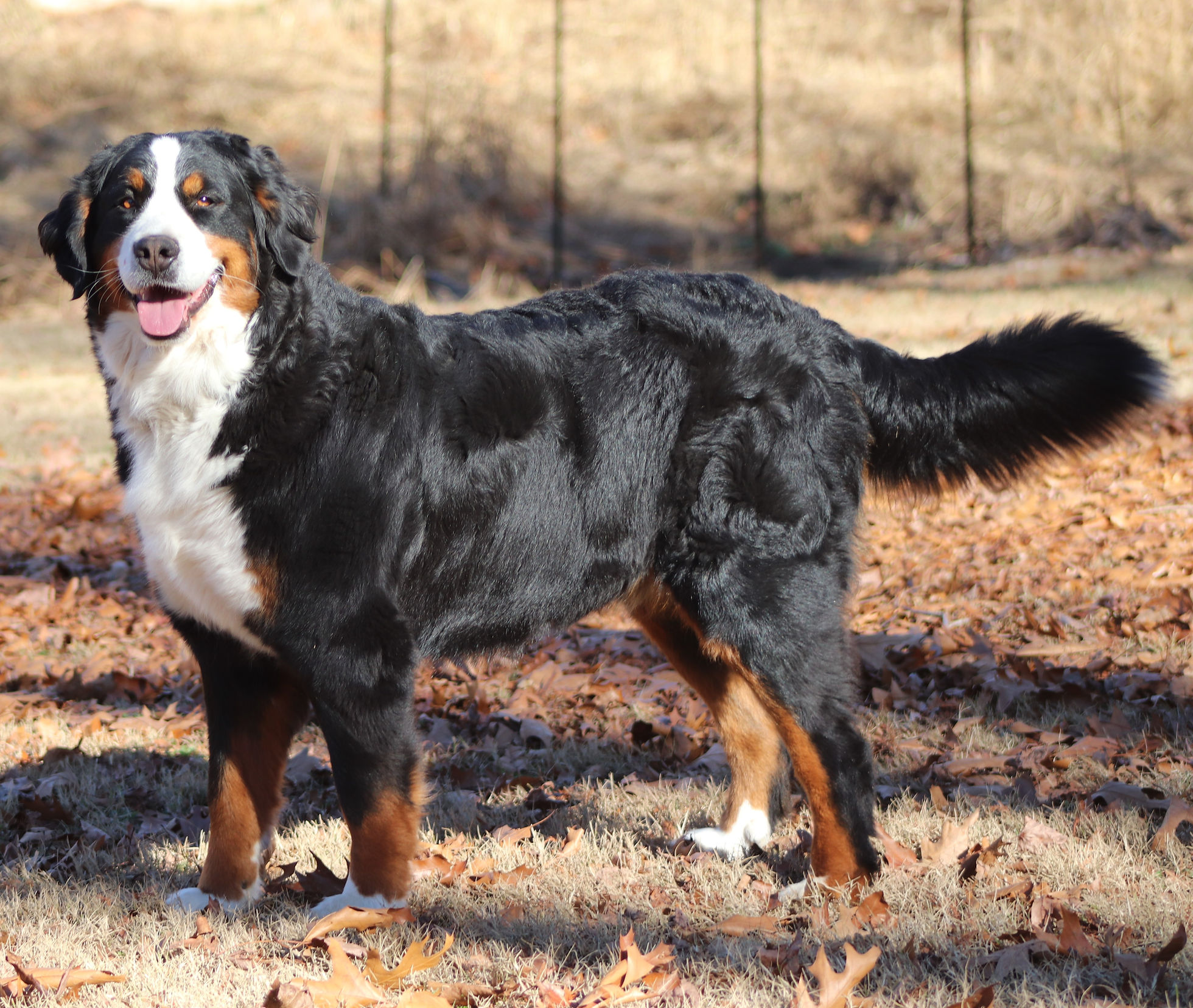 Bernese | Twisted Oaks Berners Bernese | Twisted Oaks Berners