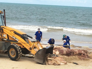 Baleia Jubarte encalhada é resgatada em Mundaí