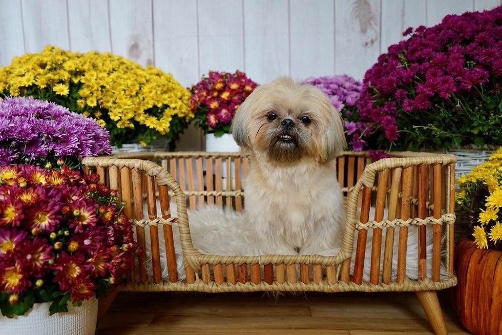 Shih Tzu sitting in a wooden basket surrounded by mums sitting pretty