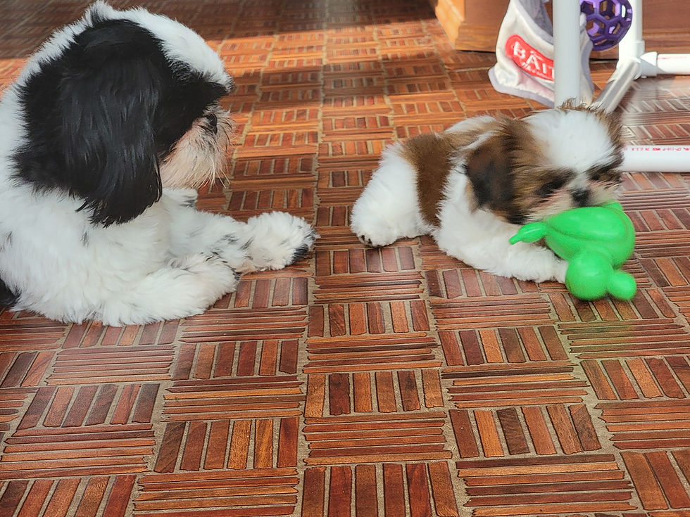 Current Mom dog playing with her new baby sister