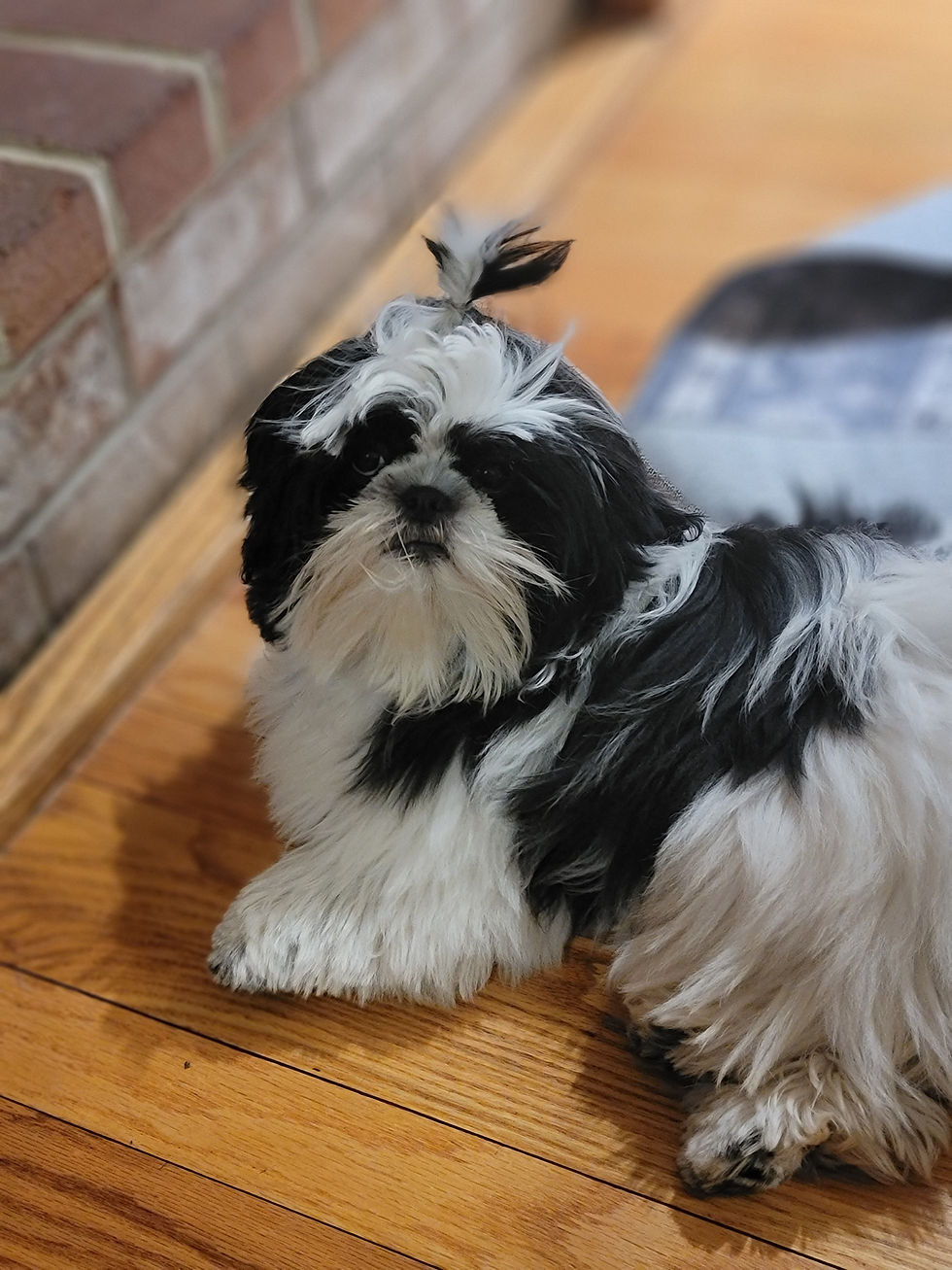 Black and white Shih Tzu puppy with a small topknot.