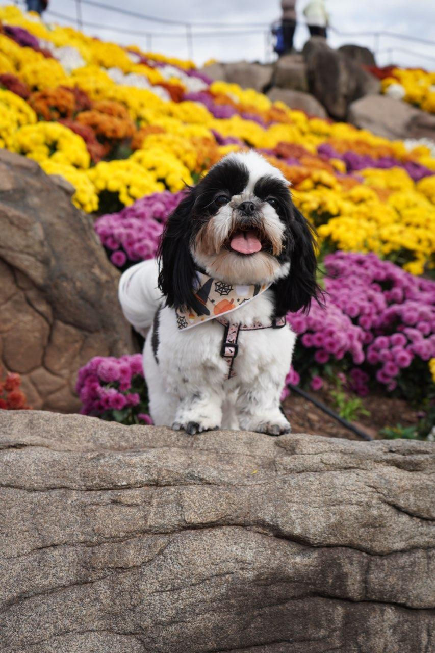 Shih Tzu dog Briar Bloomstein with a Current Mom bandana around lovely Mums.