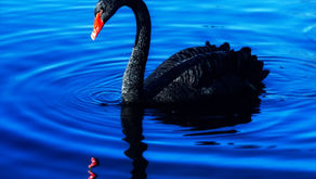 Black Swan Series: Why Preparing for Future Black Swans Helps You Grow Today