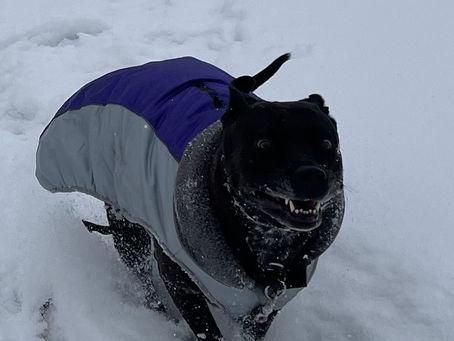 Does Your Dog Need a Coat?