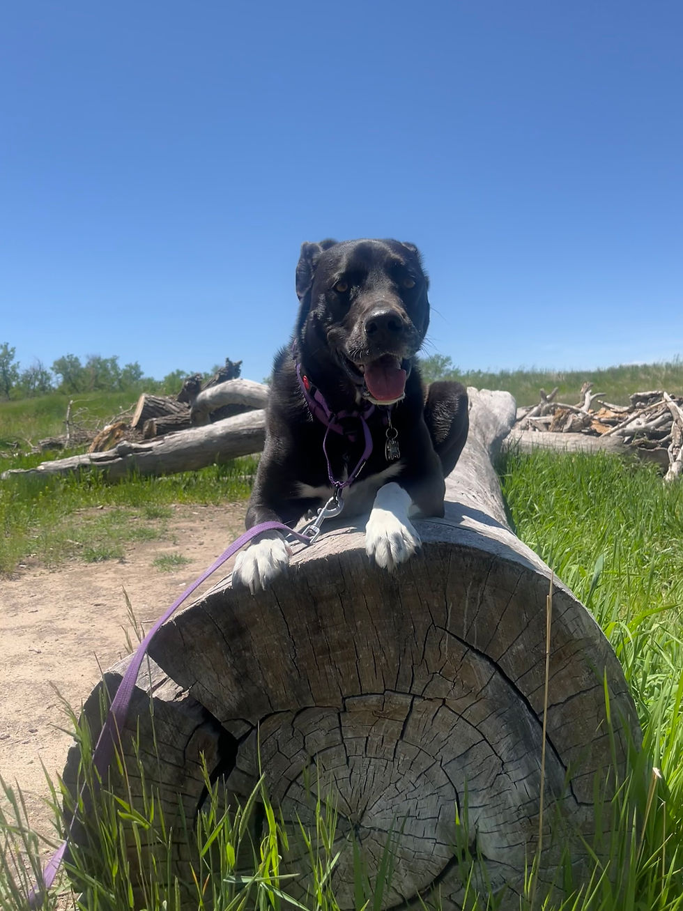 Olive taking a break from playing on the logs to practice a down stay