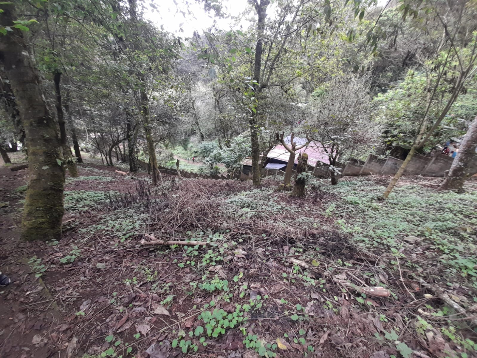 El Manzanillo | Granja | Mixco