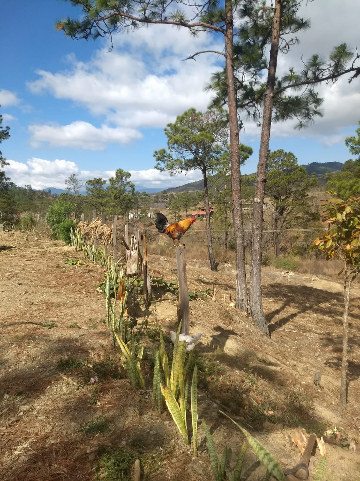San Jerónimo, Baja Verapaz