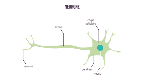neurones.png