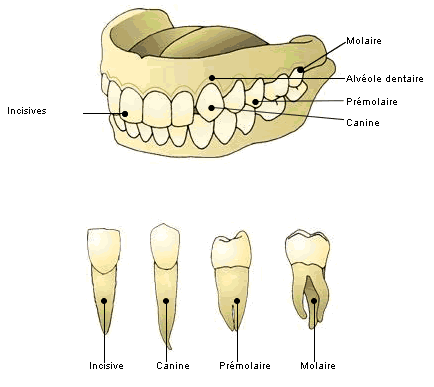 image dentition.gif