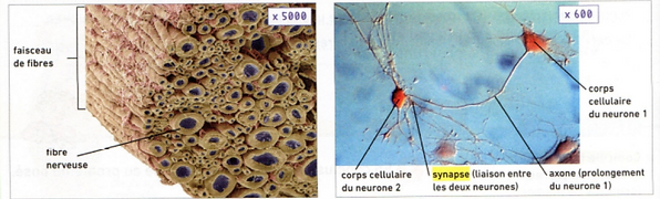 neurone.png
