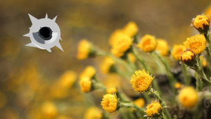 Оленька-Николенька