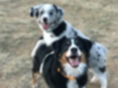 ME-Braver Hund-web.jpeg