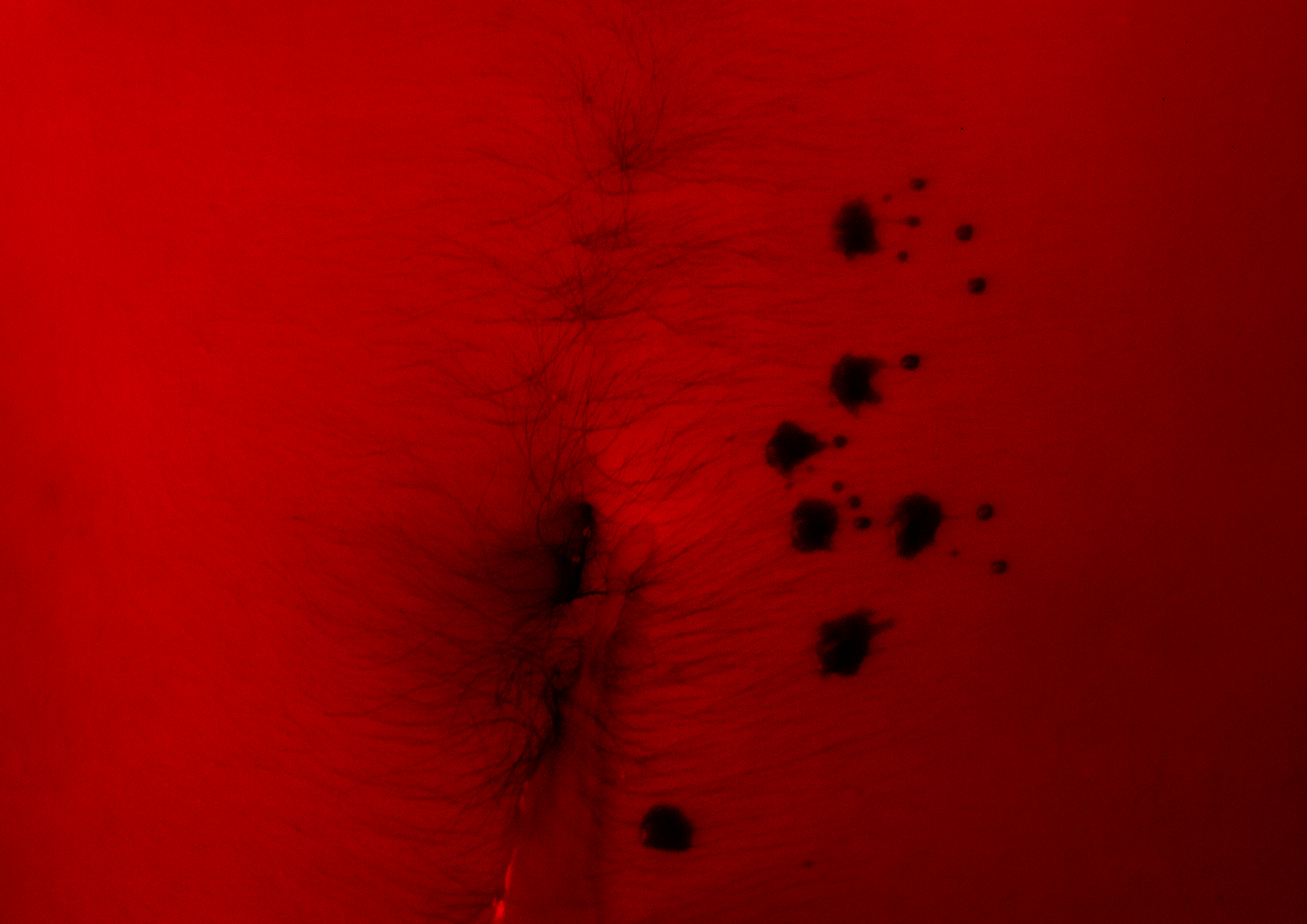 poder2.gif