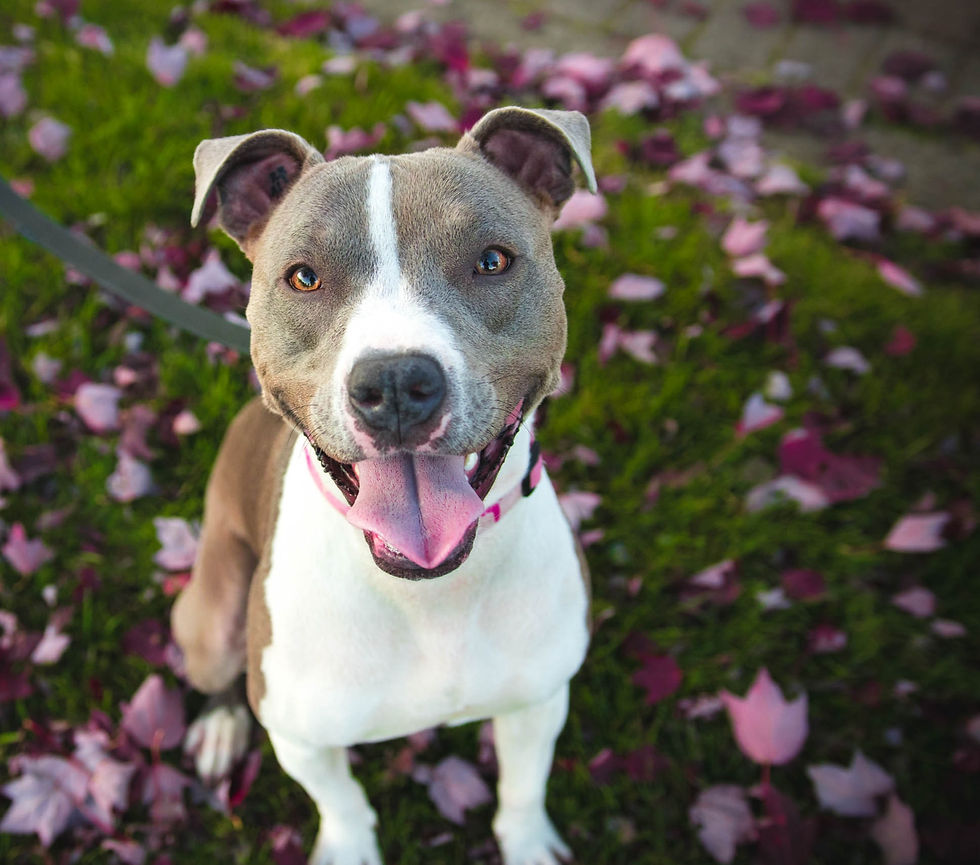 Pitbull Training