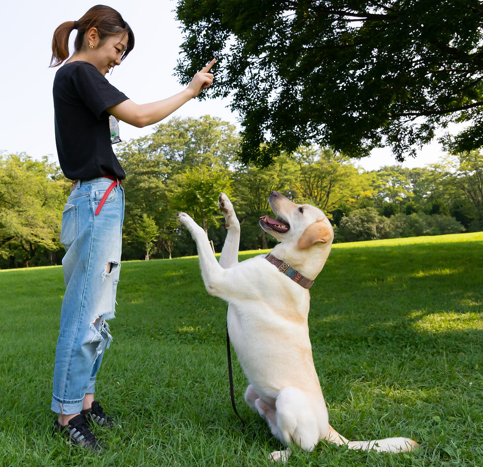 Woman Training Dog