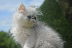 3mois